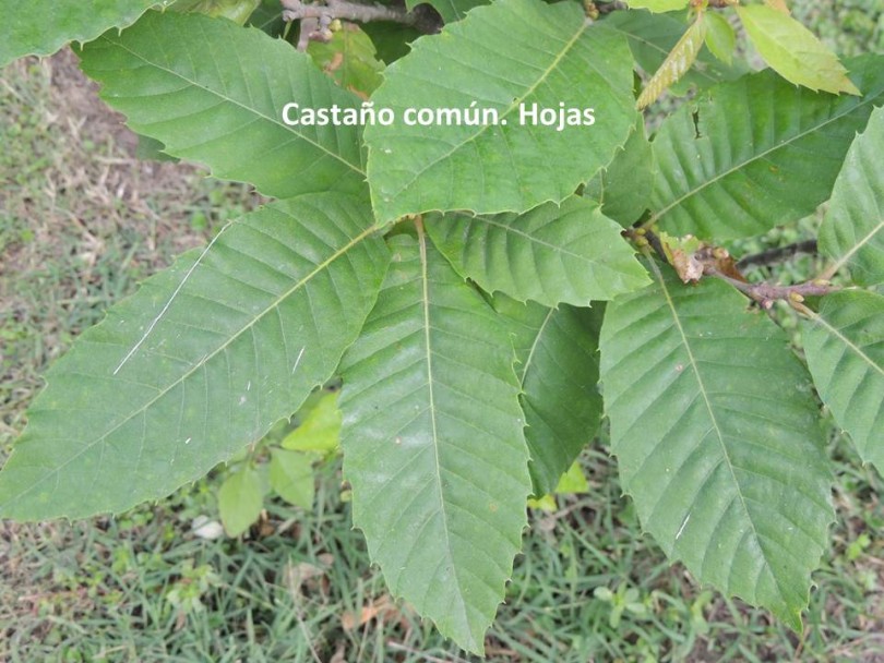 Sobre las “verdaderas castañas” – Rumbos