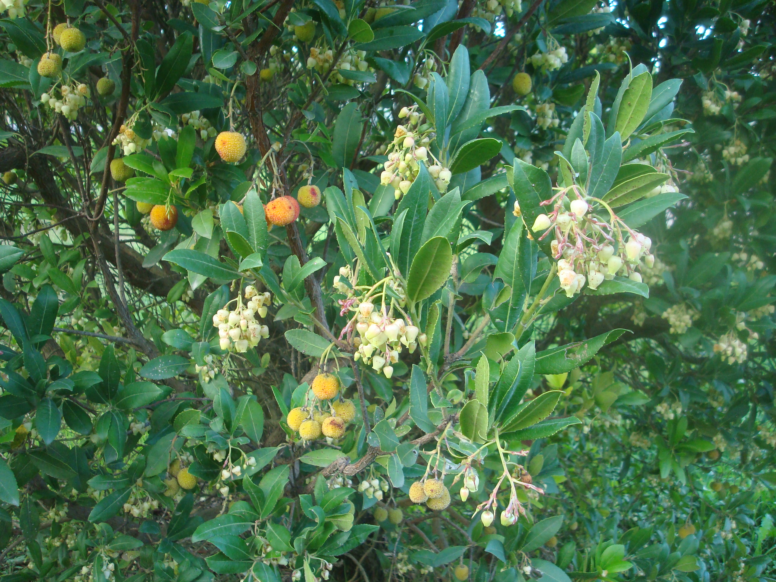 Sobre el madroño, el símbolo madrileño cultivado en Azul – Rumbos