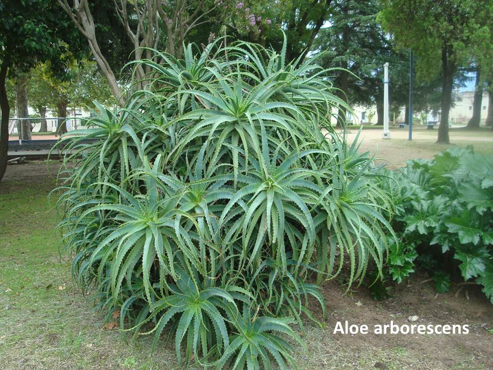 Aloe arborescens con nombre