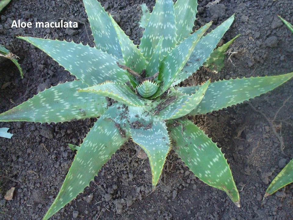 Aloe maculata con nombre